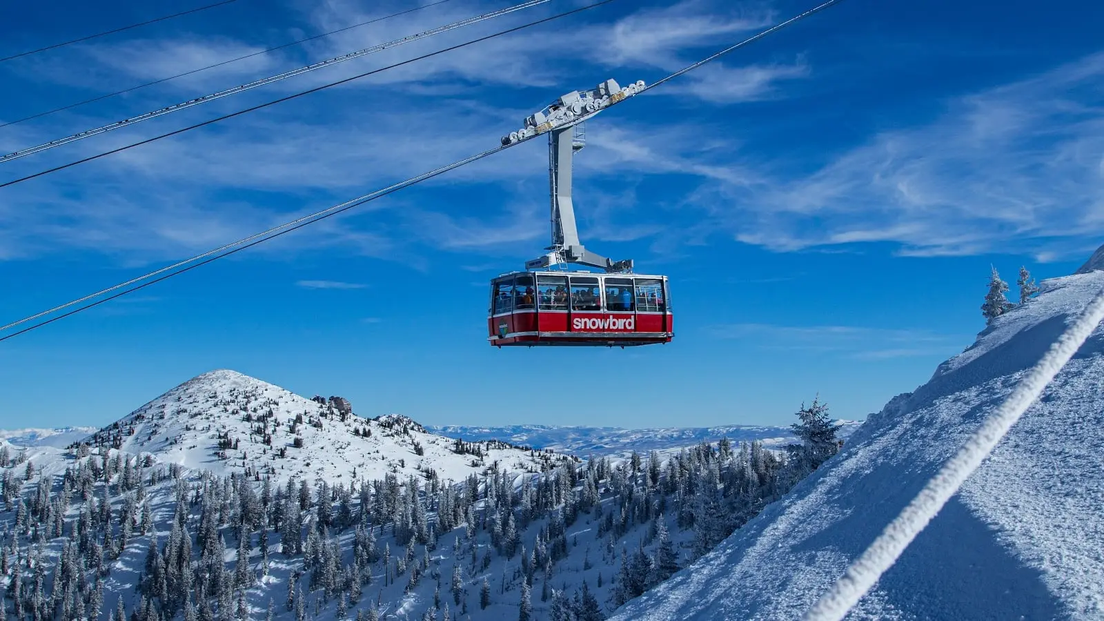 Snowbird
