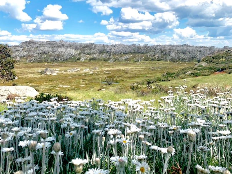 Valhalla Perisher