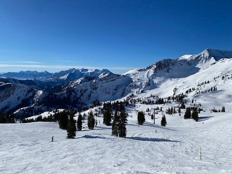 Snowbird